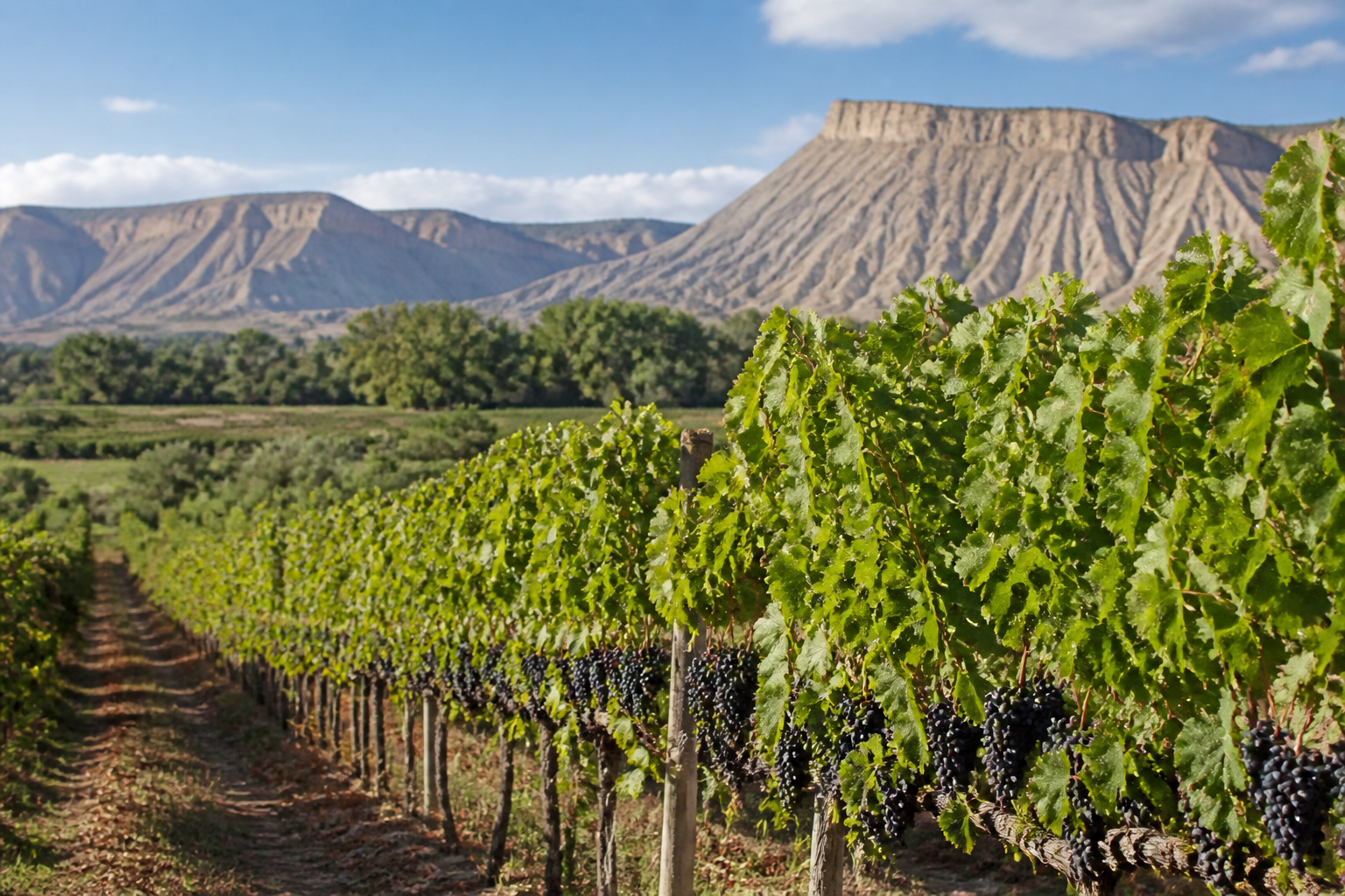 Vineyard rows in Palisade, Colorado, part of Grand Valley wine country near Grand Junction