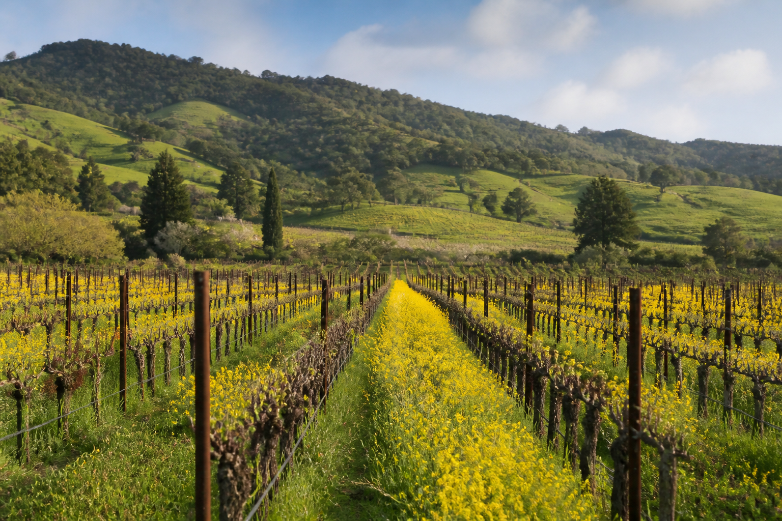 Napa Valley vineyard glowing during harvest season with golden vines and an autumn mountain backdrop