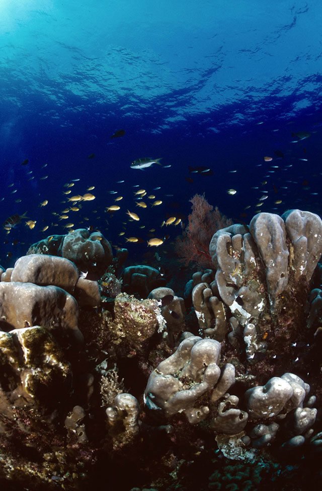 Coral-reef