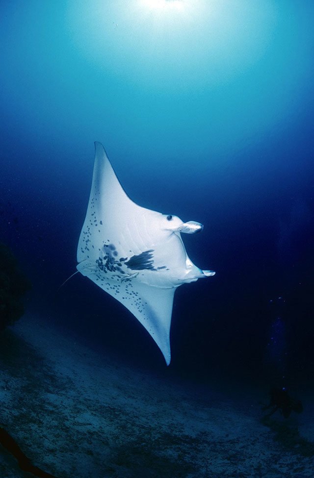 manta-ray