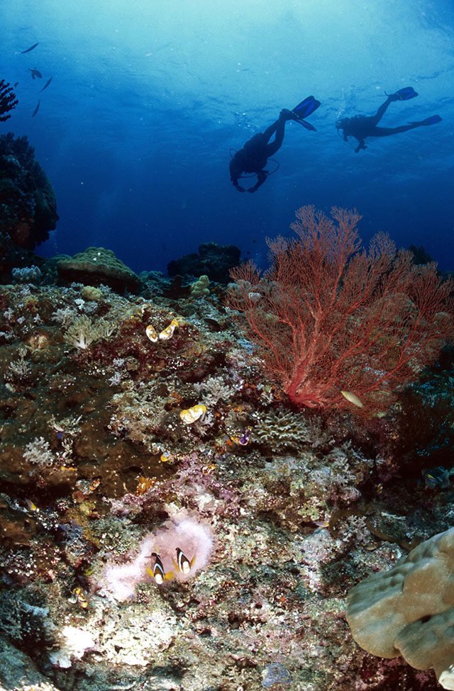 raja-ampat-diving