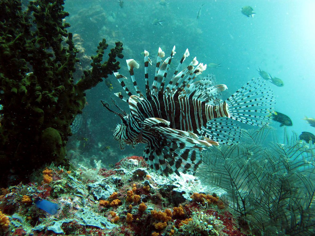 top 10 diving destination raja ampat