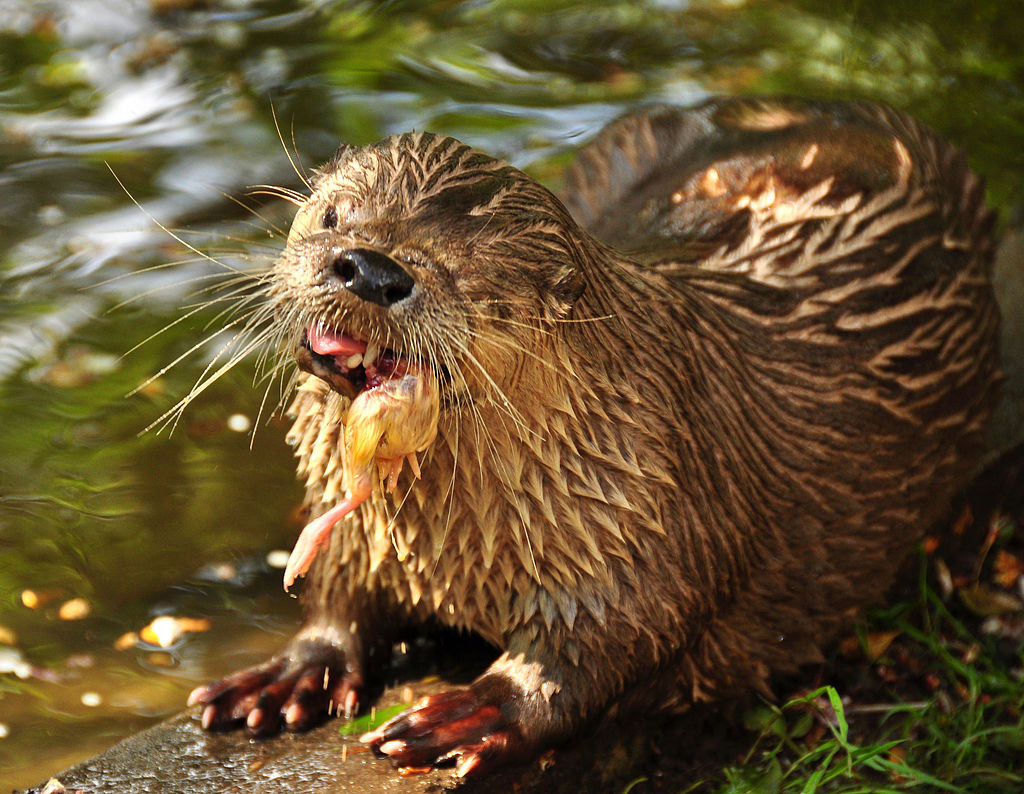 otter at the Buckfast Butterfly Farm and Dartmoor Otter Sanctuary in Devon